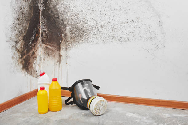 Best Mold Testing and Inspection Services in Hamburg, NJ