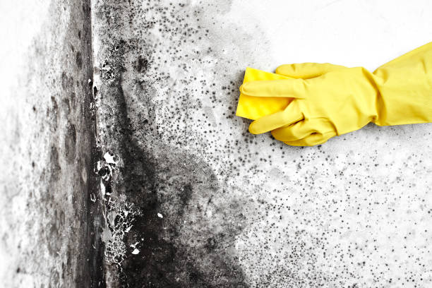 Best Insurance-Related Mold Remediation in Hamburg, NJ