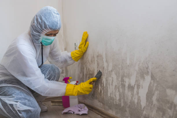 Best Basement Mold Remediation in Hamburg, NJ