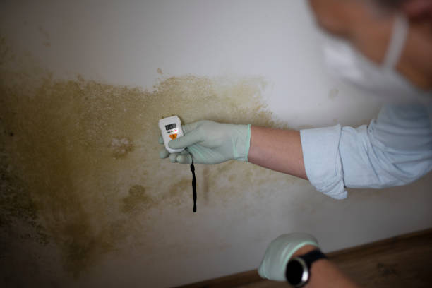 Best Attic Mold Remediation in Hamburg, NJ
