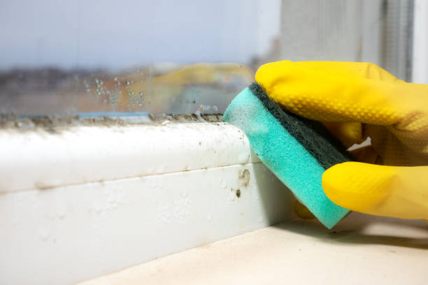 Best Bathroom Mold Remediation in Hamburg, NJ