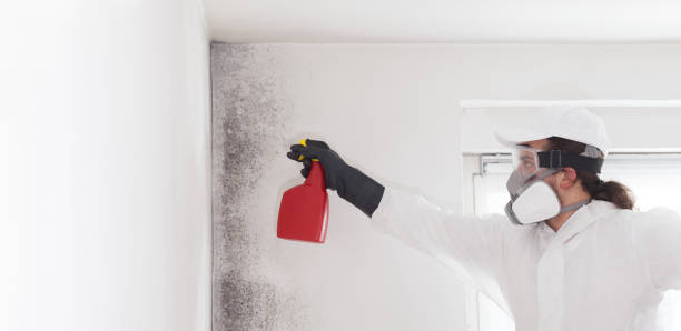 Reliable Hamburg, NJ Mold Remediation Solutions