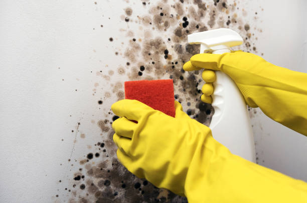 Best Insurance-Related Mold Remediation in Hamburg, NJ