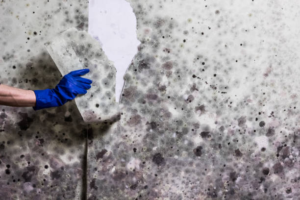 Best Emergency Mold Remediation in Hamburg, NJ